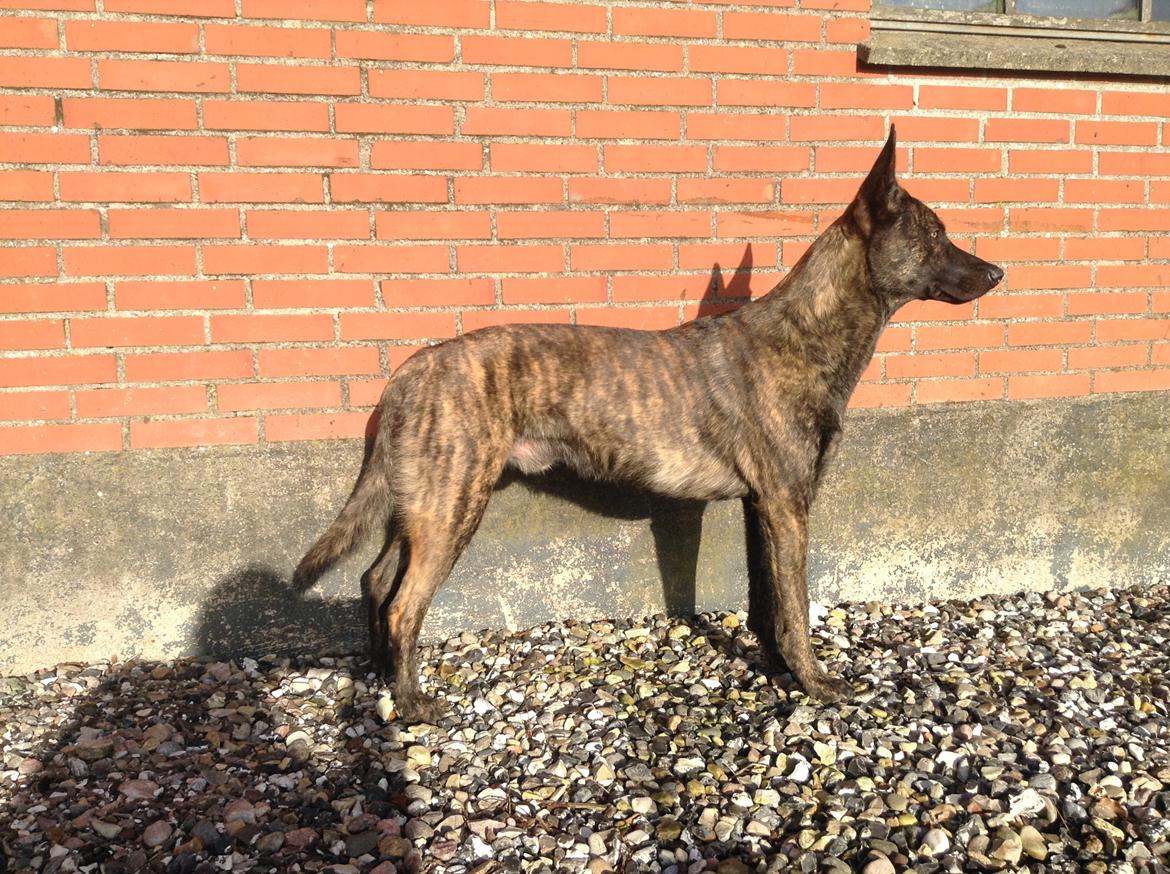 Hollandsk hyrdehund Nexus  billede 10