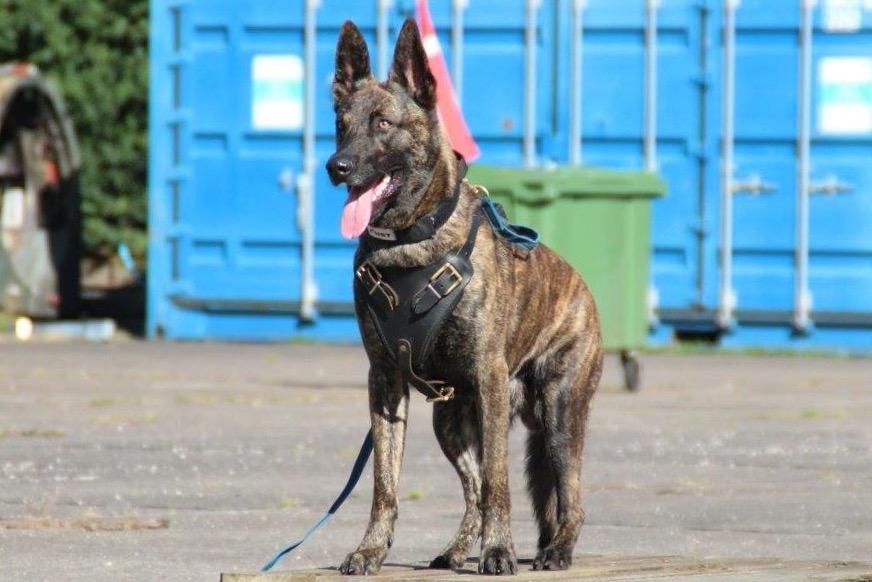 Hollandsk hyrdehund Nexus  billede 12