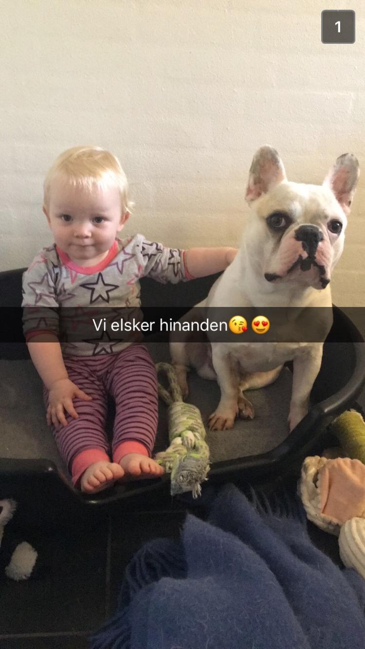 Fransk bulldog Møffe (Bjarne). billede 29
