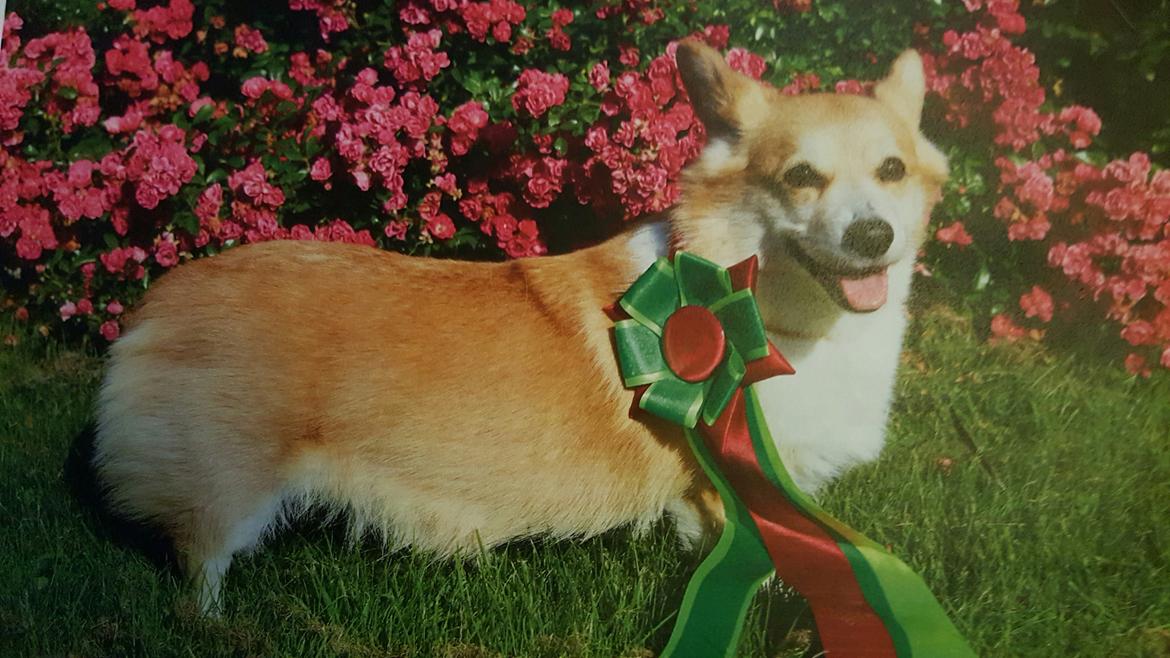 Welsh corgi pembroke Rehder´s Tanya billede 6