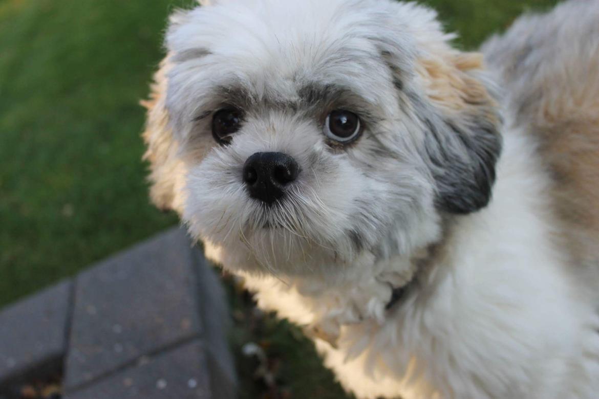 Lhasa apso Lucca billede 24