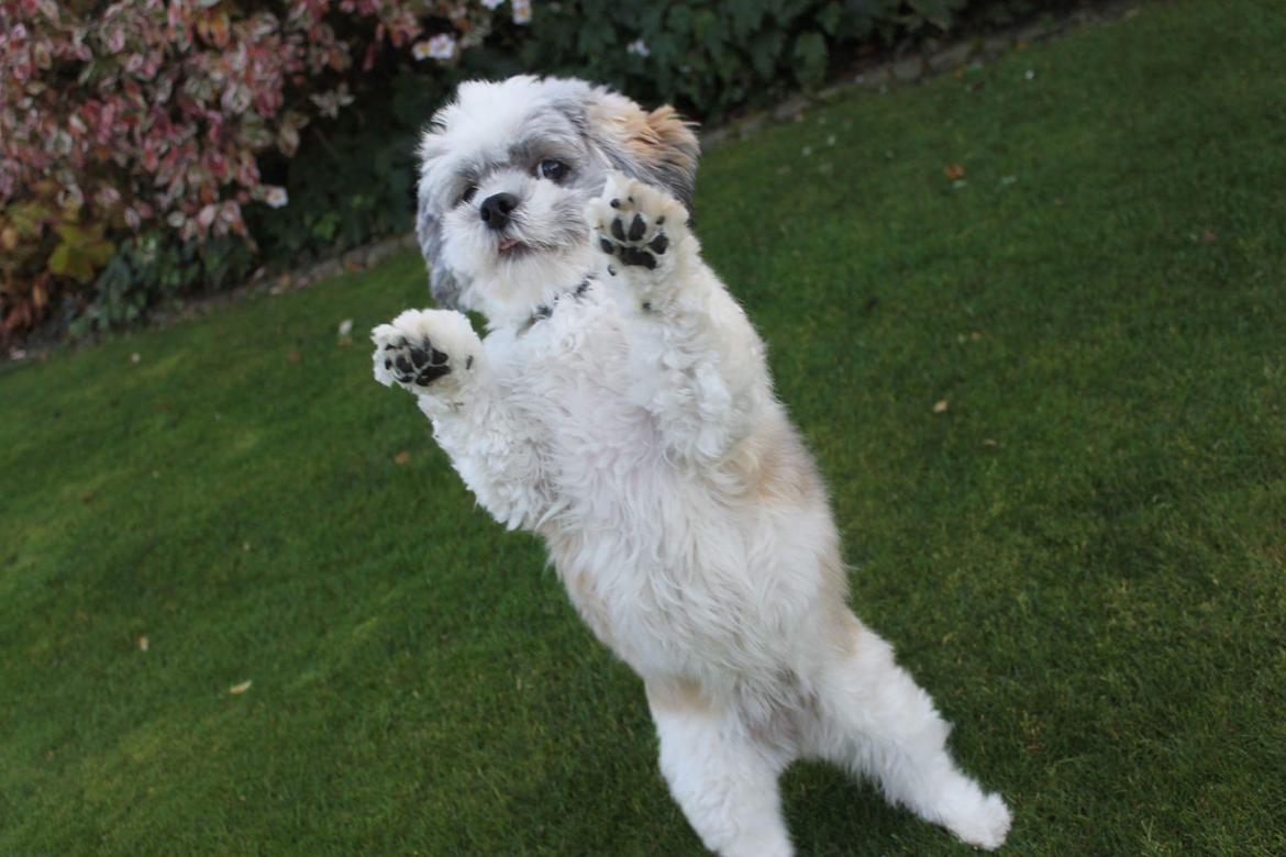 Lhasa apso Lucca billede 25