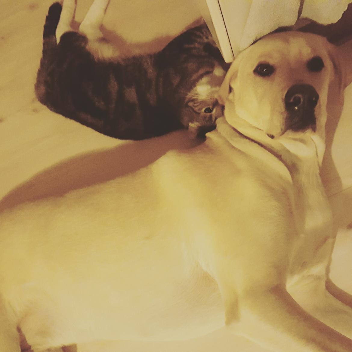 Blanding af racer Elvis *R.I.P* - Elvis og storesøster Mis 25/12-16 billede 40