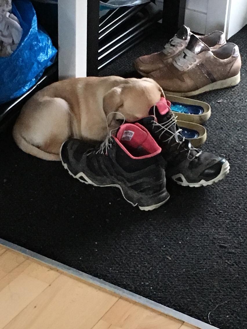 Labrador retriever Casey billede 4