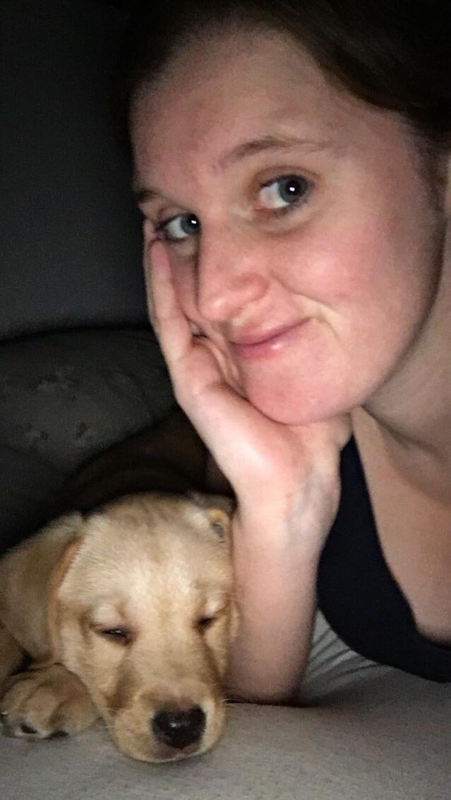 Labrador retriever Casey billede 5