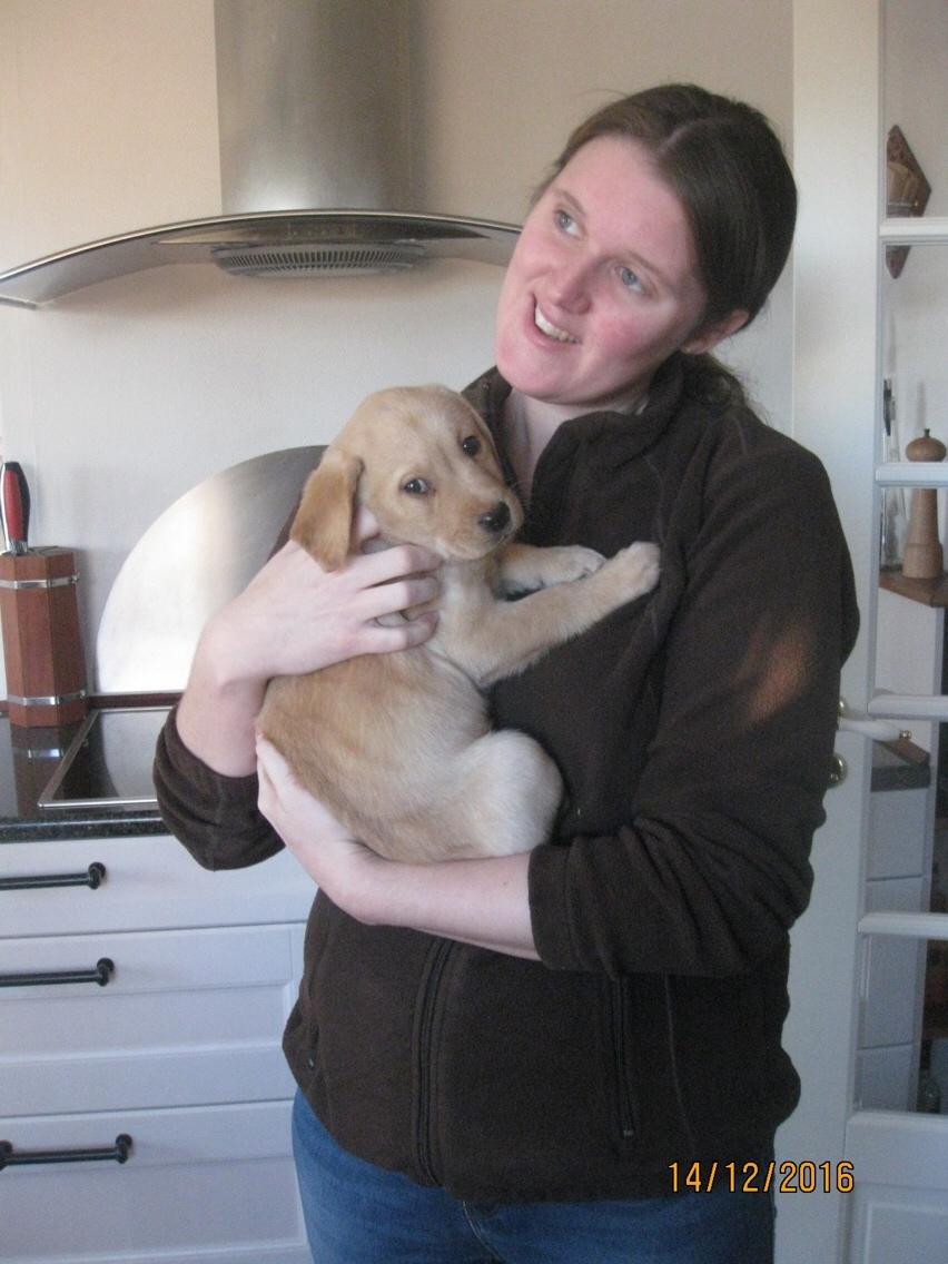 Labrador retriever Casey billede 8