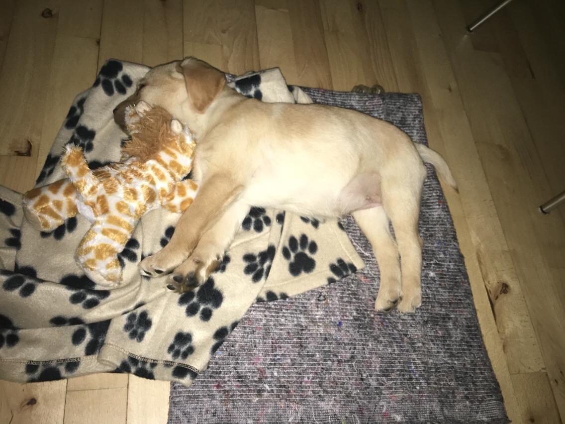 Labrador retriever Casey billede 9