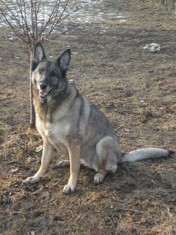 Schæferhund Sportshund Cheska. (Zenta). billede 17