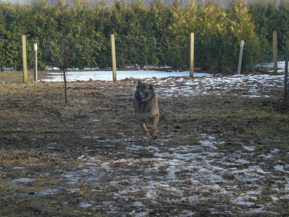 Schæferhund Sportshund Cheska. (Zenta). billede 46