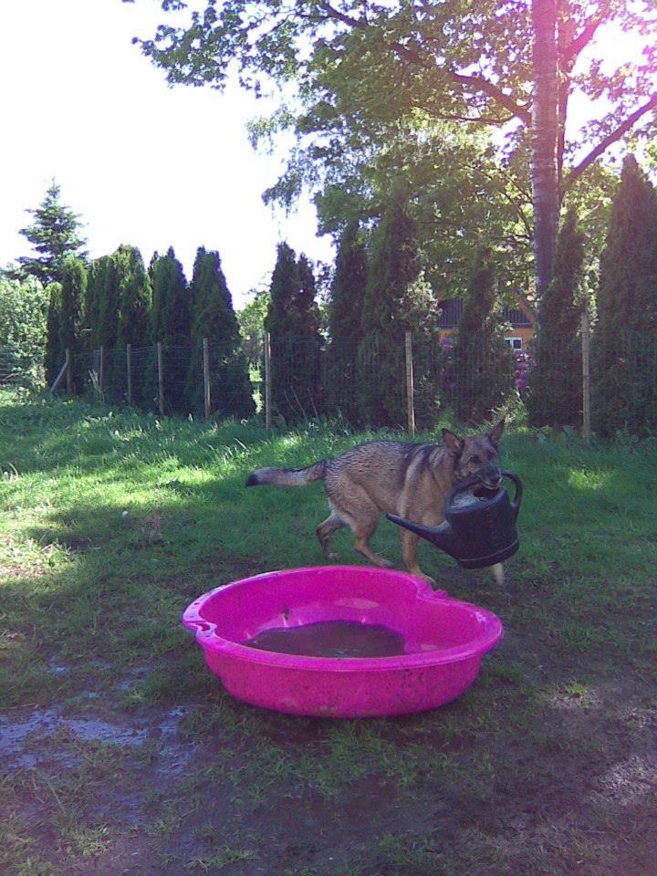 Schæferhund Sportshund Cheska. (Zenta). billede 44