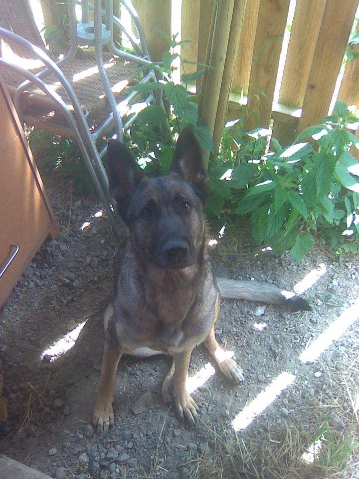 Schæferhund Sportshund Cheska. (Zenta). billede 47