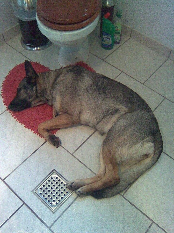 Schæferhund Sportshund Cheska. (Zenta). billede 43