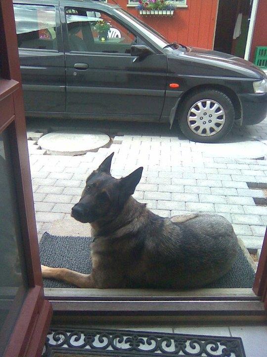 Schæferhund Sportshund Cheska. (Zenta). billede 49