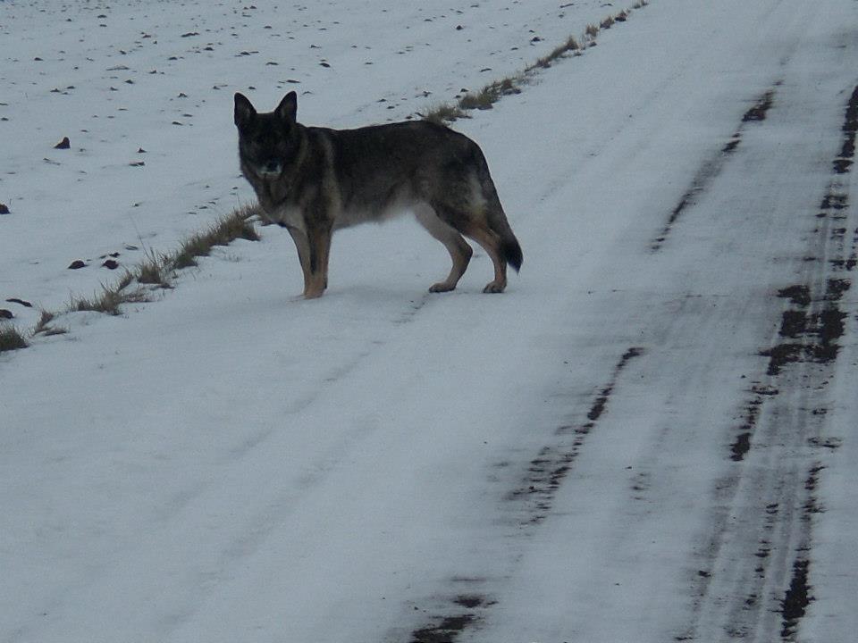 Schæferhund Ulveskovens Ofelia. (Laika). billede 5
