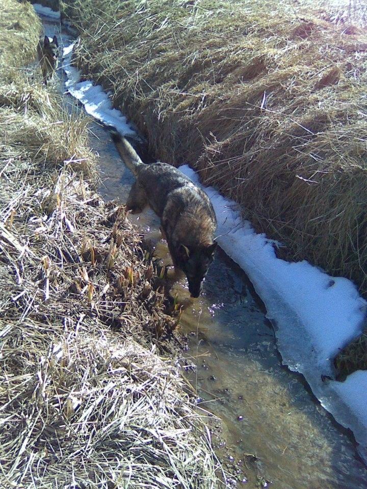 Schæferhund Ulveskovens Ofelia. (Laika). billede 23