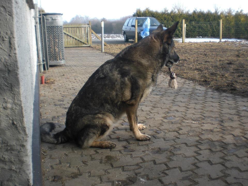 Schæferhund Ulveskovens Ofelia. (Laika). billede 39