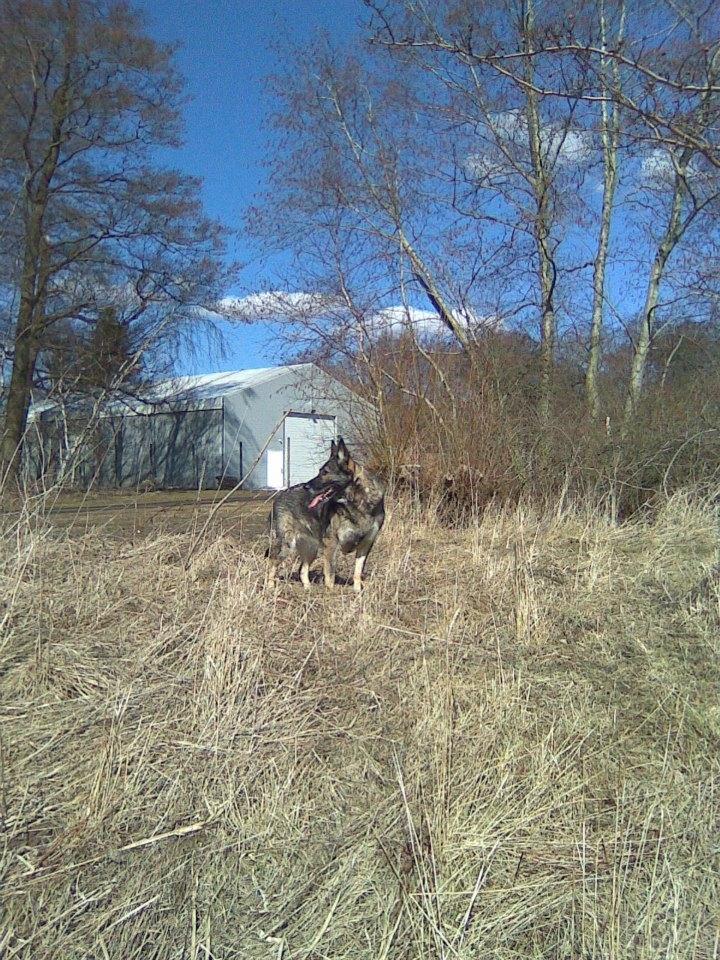 Schæferhund Ulveskovens Ofelia. (Laika). billede 25
