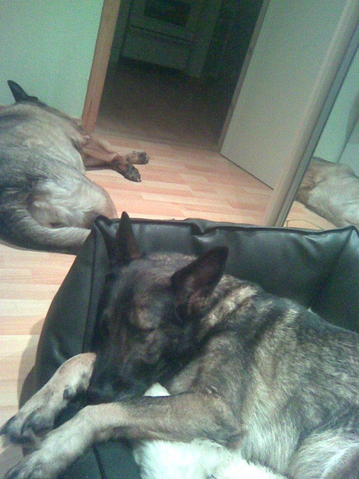 Schæferhund Ulveskovens Ofelia. (Laika). billede 45