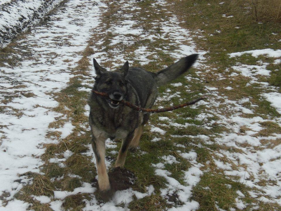 Schæferhund Ulveskovens Ofelia. (Laika). billede 18