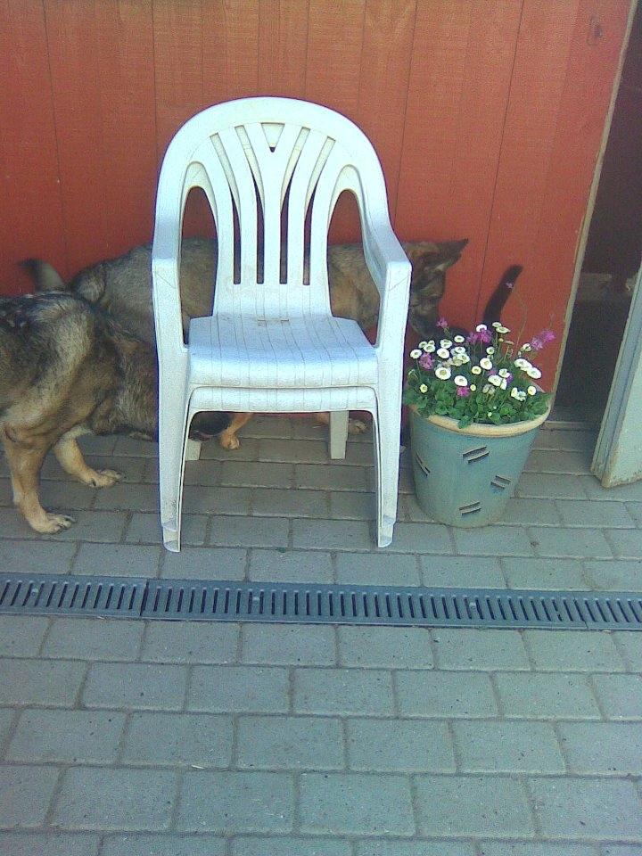 Schæferhund Ulveskovens Ofelia. (Laika). billede 48