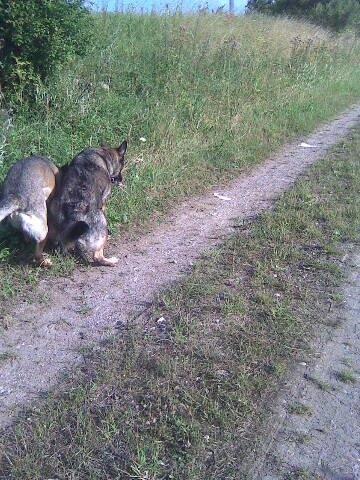 Schæferhund Ulveskovens Ofelia. (Laika). billede 12