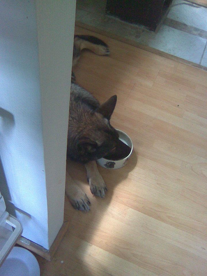 Schæferhund Ulveskovens Ofelia. (Laika). billede 30