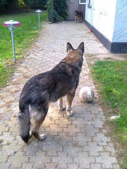 Schæferhund Ulveskovens Ofelia. (Laika). billede 28