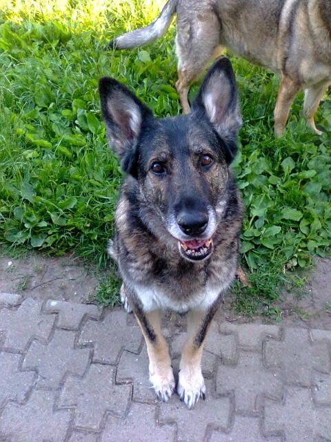Schæferhund Ulveskovens Ofelia. (Laika). billede 2