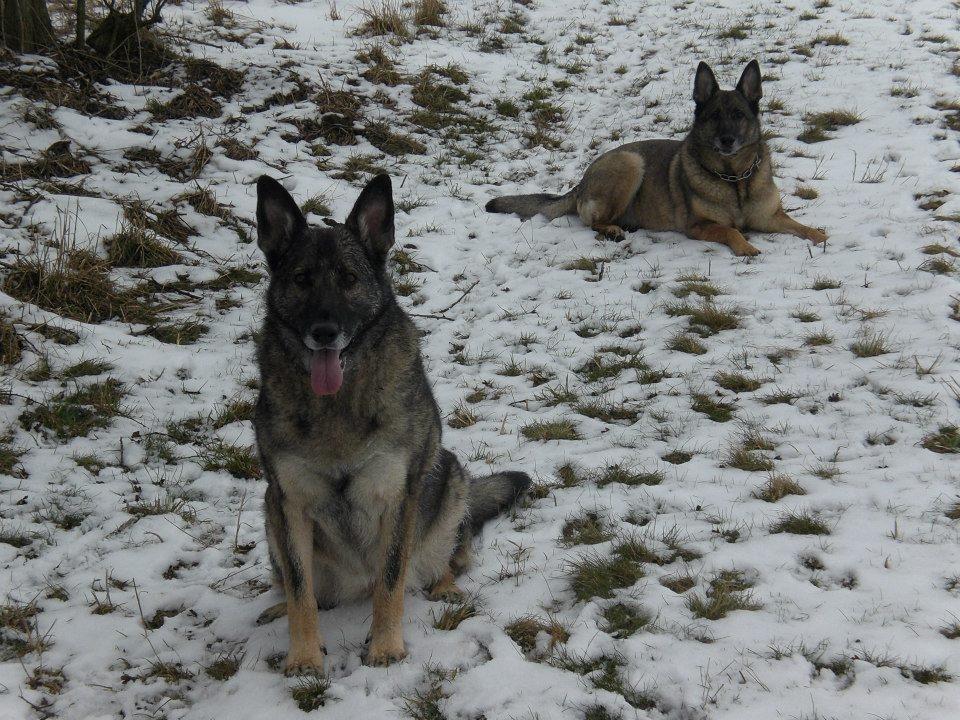 Schæferhund Ulveskovens Ofelia. (Laika). billede 21