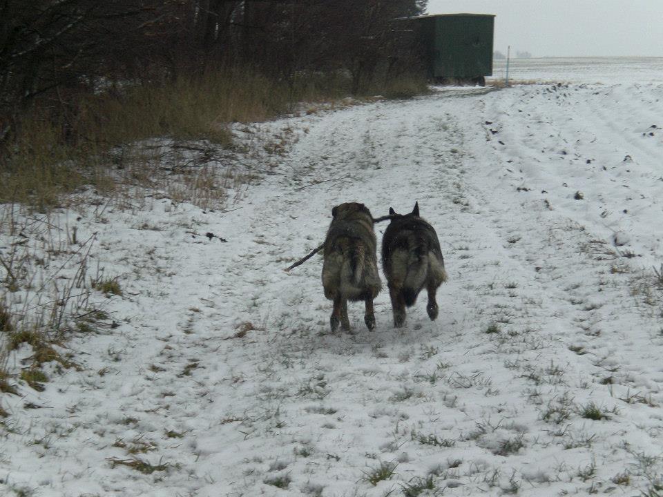Schæferhund Ulveskovens Ofelia. (Laika). billede 41
