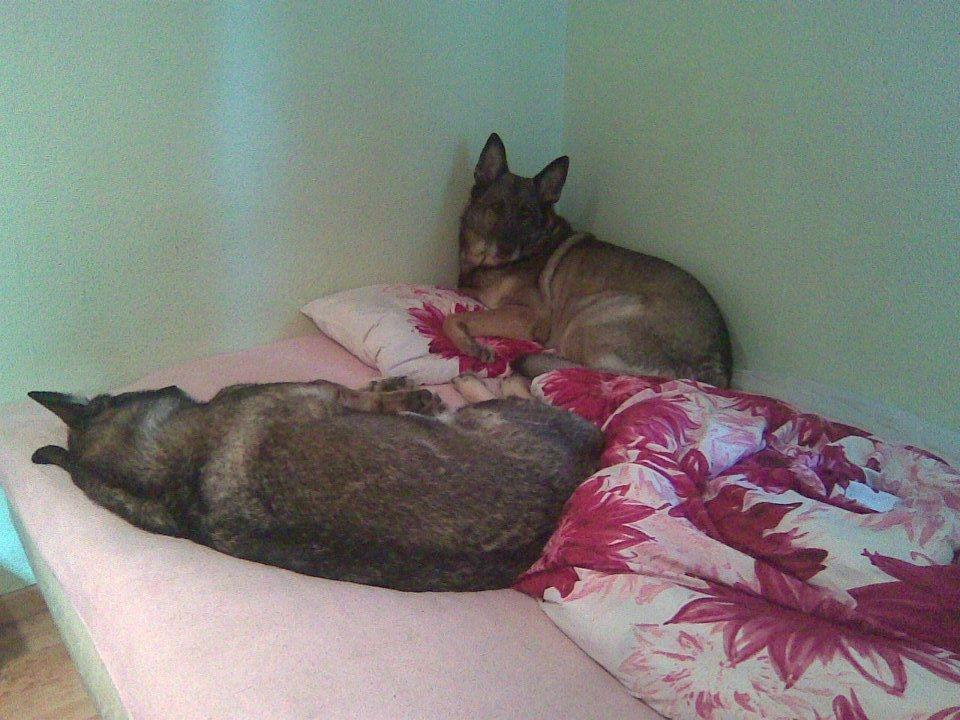 Schæferhund Ulveskovens Ofelia. (Laika). billede 50