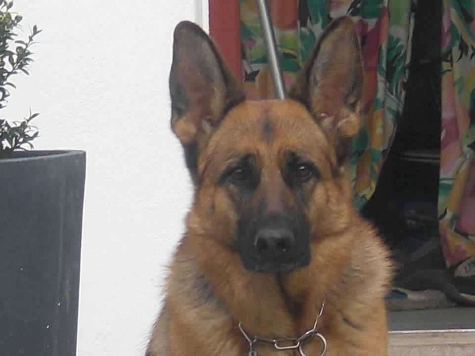 Schæferhund Hekami Tøsen. (Tøsen). (Mine forældres). billede 5