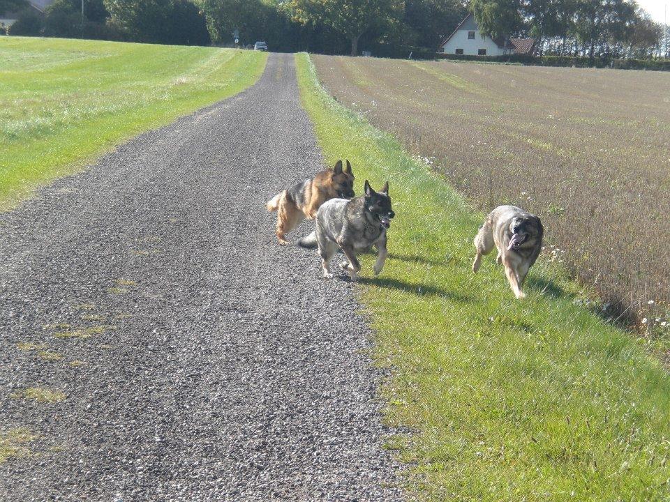 Schæferhund Hekami Tøsen. (Tøsen). (Mine forældres). billede 32