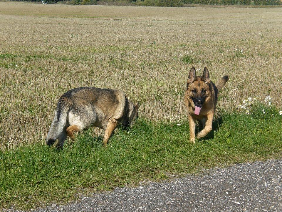 Schæferhund Hekami Tøsen. (Tøsen). (Mine forældres). billede 29