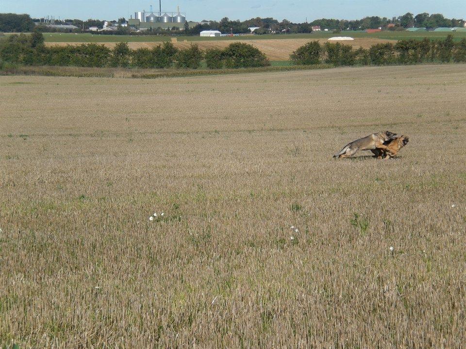 Schæferhund Hekami Tøsen. (Tøsen). (Mine forældres). billede 36