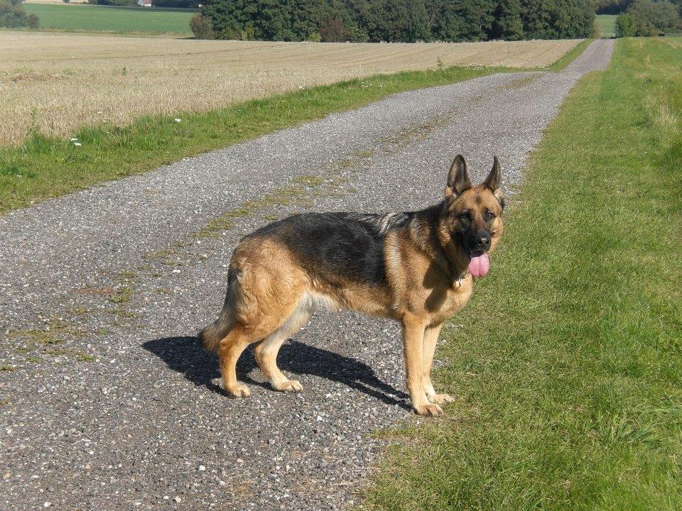 Schæferhund Hekami Tøsen. (Tøsen). (Mine forældres). billede 24