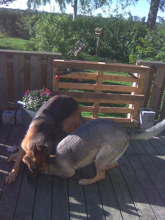 Schæferhund Hekami Tøsen. (Tøsen). (Mine forældres). billede 38