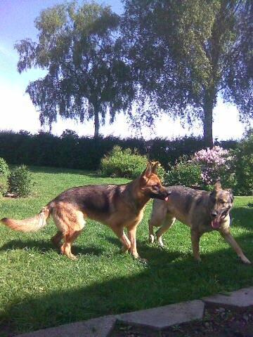 Schæferhund Hekami Tøsen. (Tøsen). (Mine forældres). billede 21