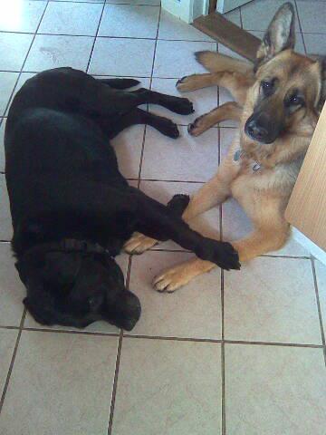 Schæferhund Hekami Tøsen. (Tøsen). (Mine forældres). billede 49