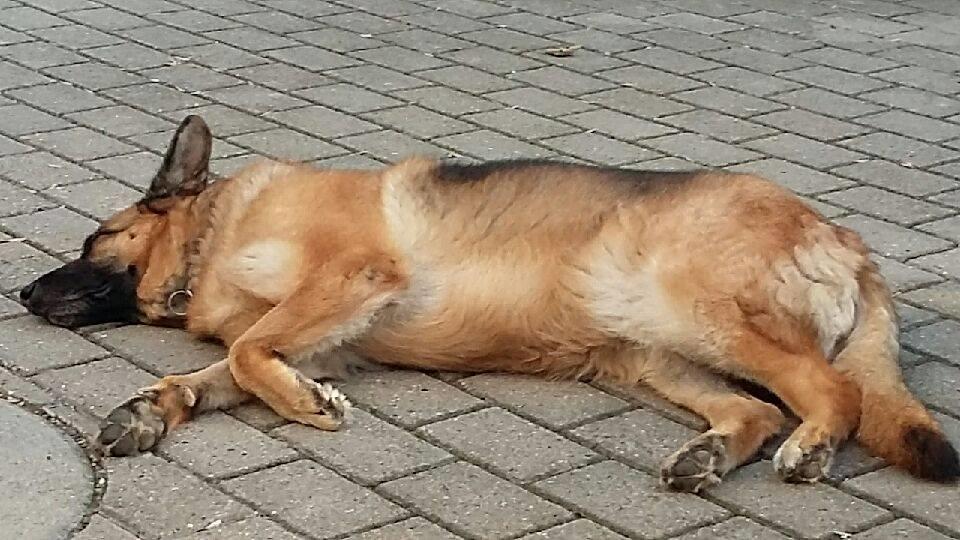 Schæferhund Hekami Tøsen. (Tøsen). (Mine forældres). billede 46