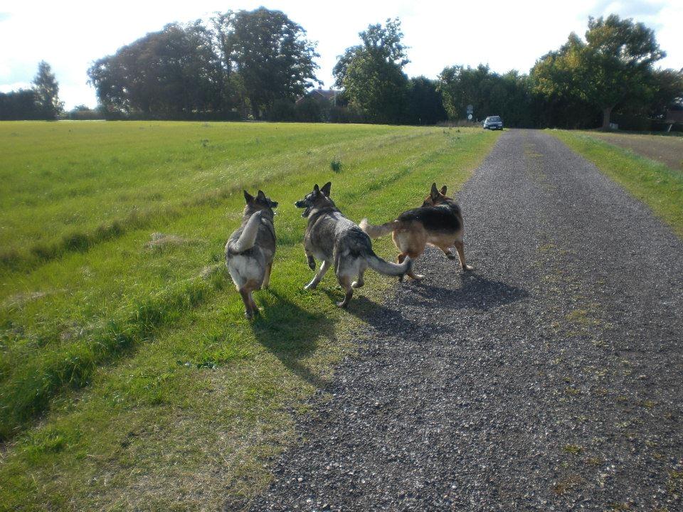 Schæferhund Hekami Tøsen. (Tøsen). (Mine forældres). billede 13