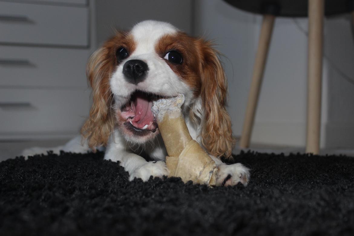 Cavalier king charles spaniel Zika - Zika, 26 uger  billede 21