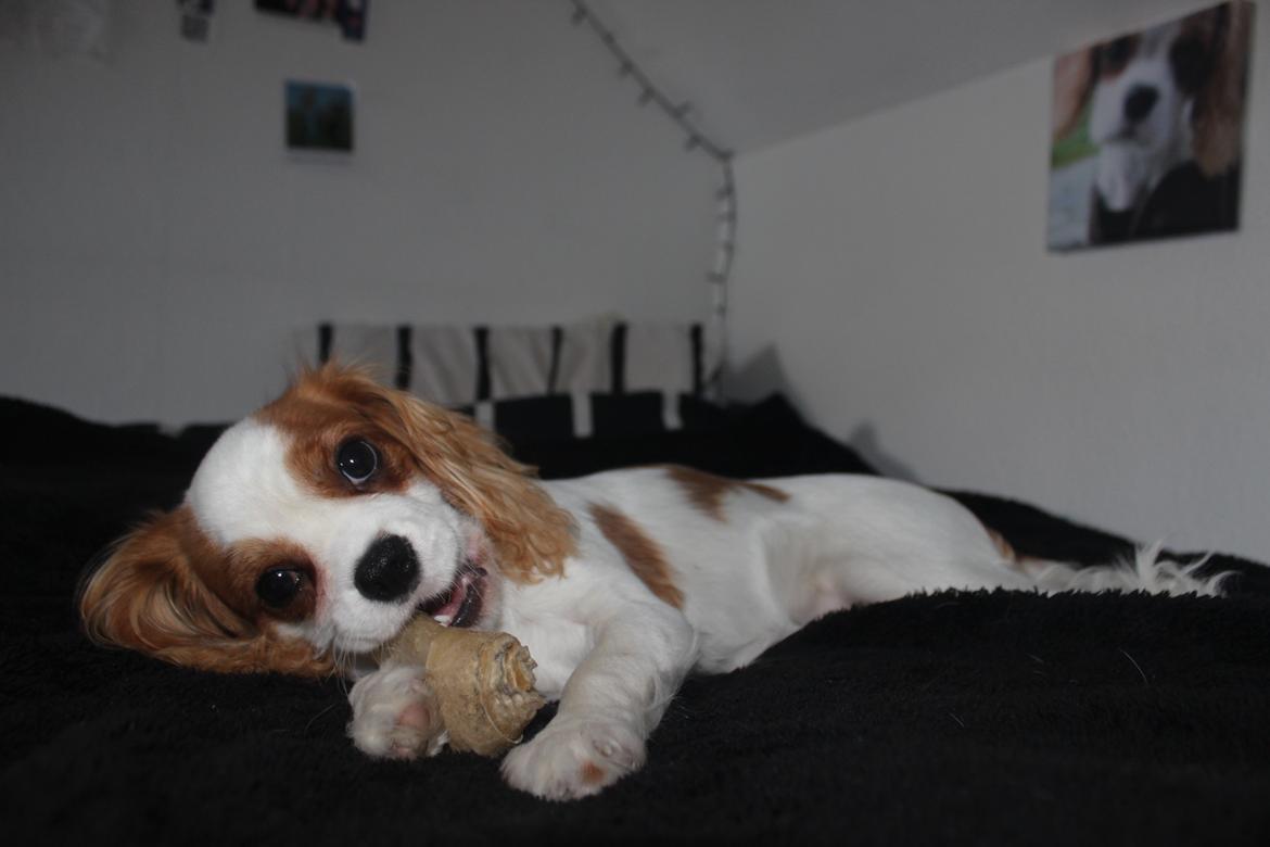 Cavalier king charles spaniel Zika - Zika 26 uger <3 billede 22