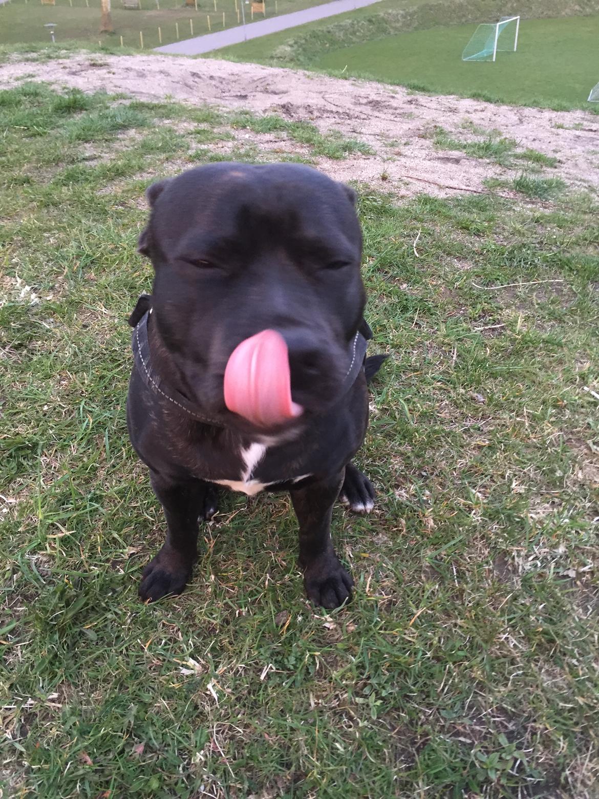 Staffordshire bull terrier Rocky billede 1