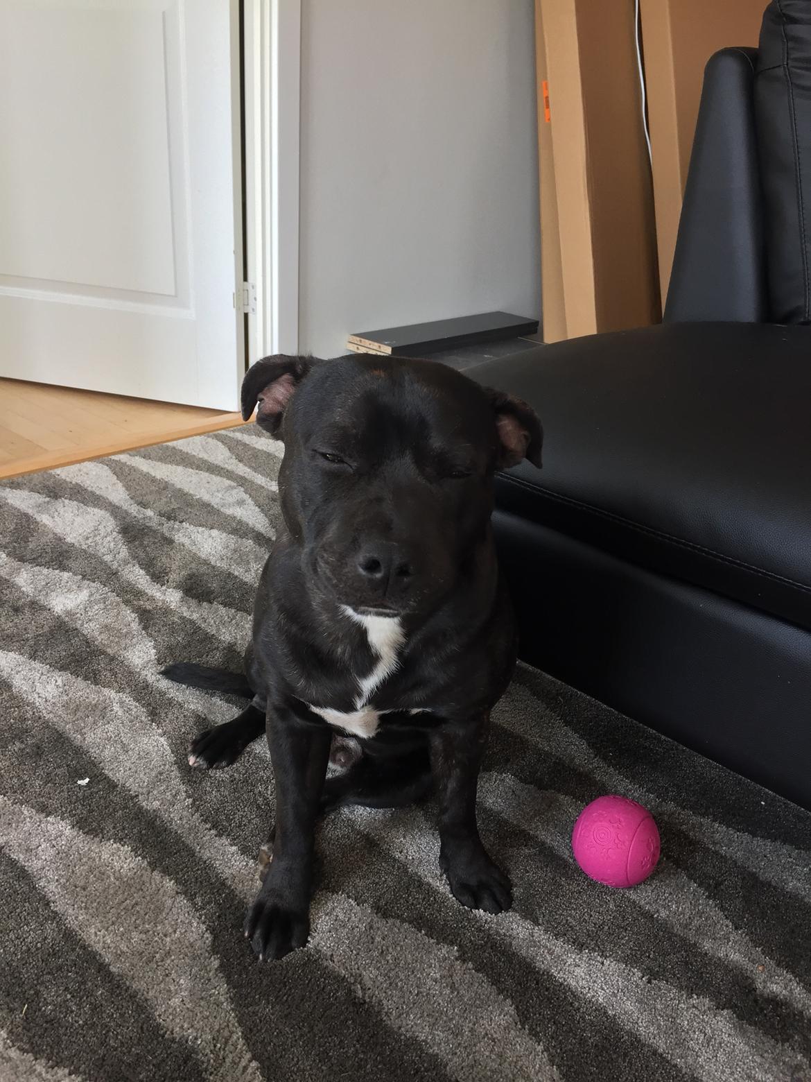 Staffordshire bull terrier Rocky billede 3