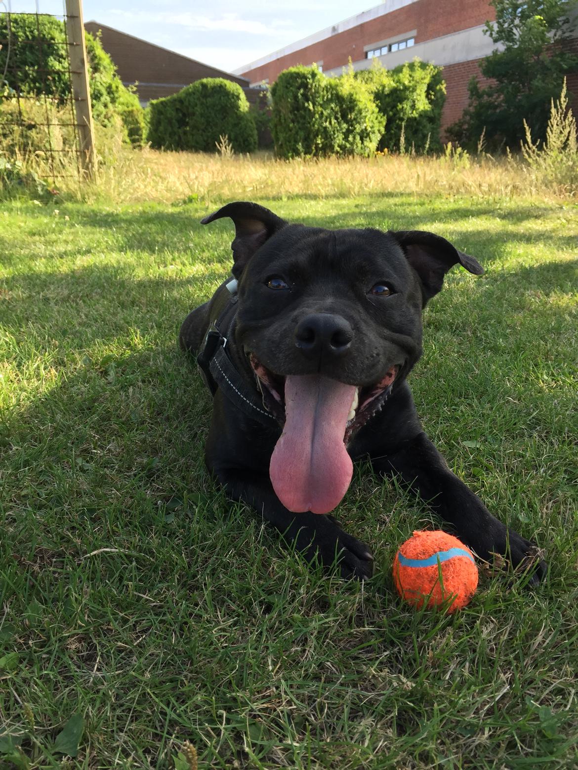 Staffordshire bull terrier Rocky billede 4