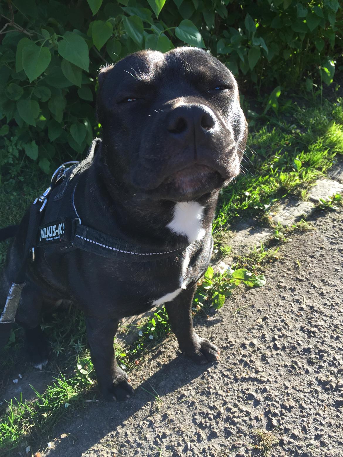 Staffordshire bull terrier Rocky billede 2