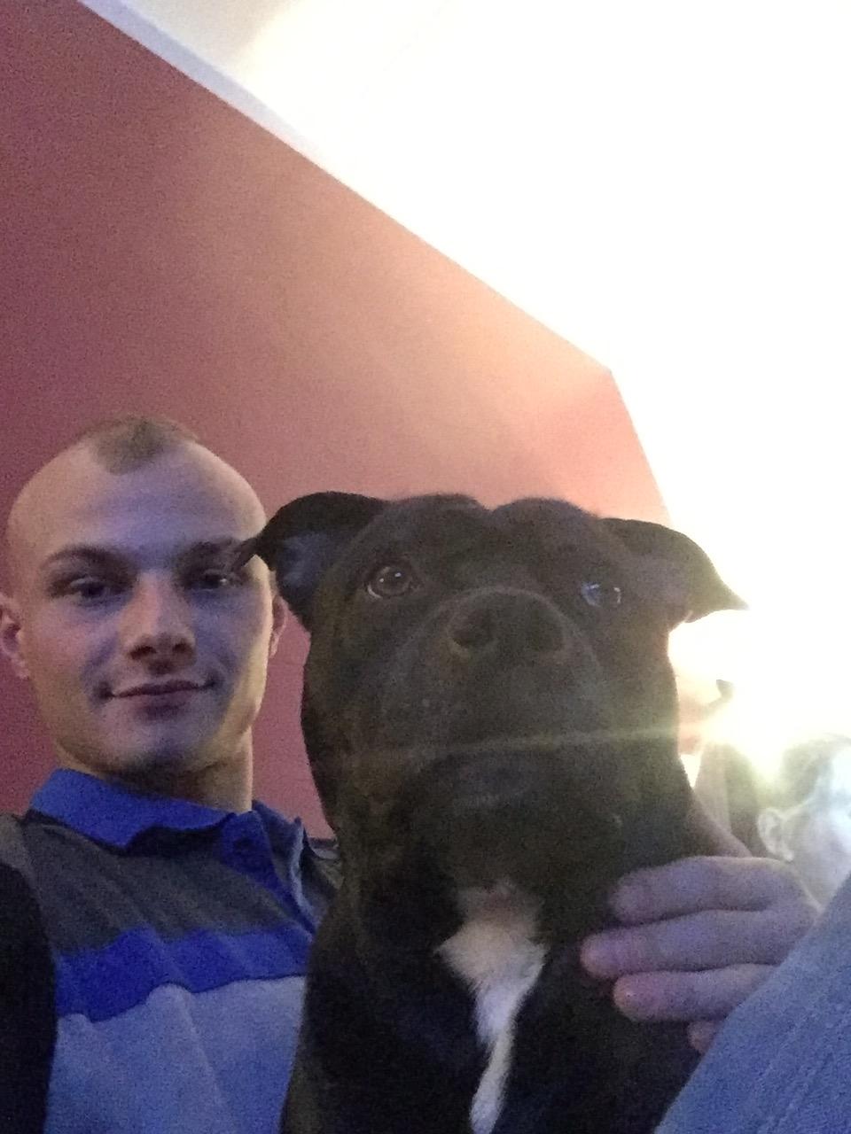 Staffordshire bull terrier Rocky billede 5