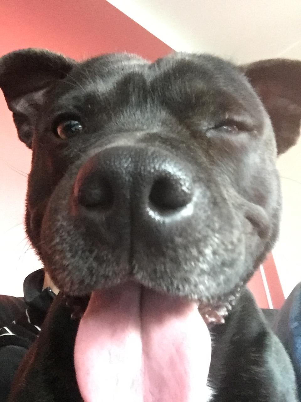 Staffordshire bull terrier Rocky billede 7