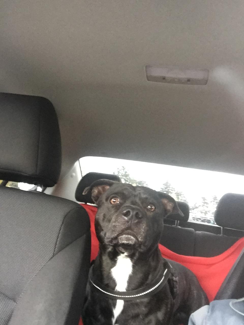 Staffordshire bull terrier Rocky billede 8